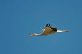 Flying white stork looking for a landing place, WeiÃÅ¸storch im Flug sucht Landeplatz Ciconia ciconia